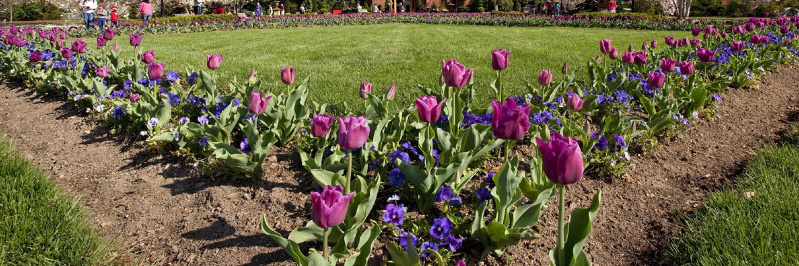 Photo of tulips and the exterior of the Smithsonian Castle.